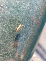 Nabis roseipennis
