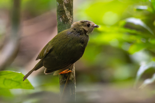 Long-tailed Manakin (Chiroxiphia linearis), photo 10