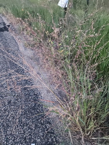 switchgrass