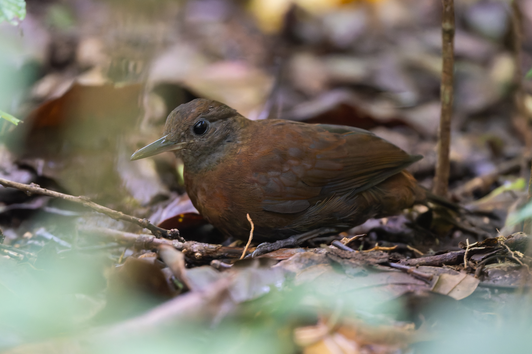Grey-throated Leaftosser (Sclerurus albigularis), photo 5