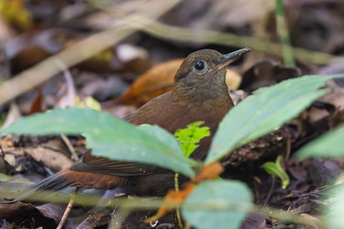 Grey-throated Leaftosser (Sclerurus albigularis), photo 10