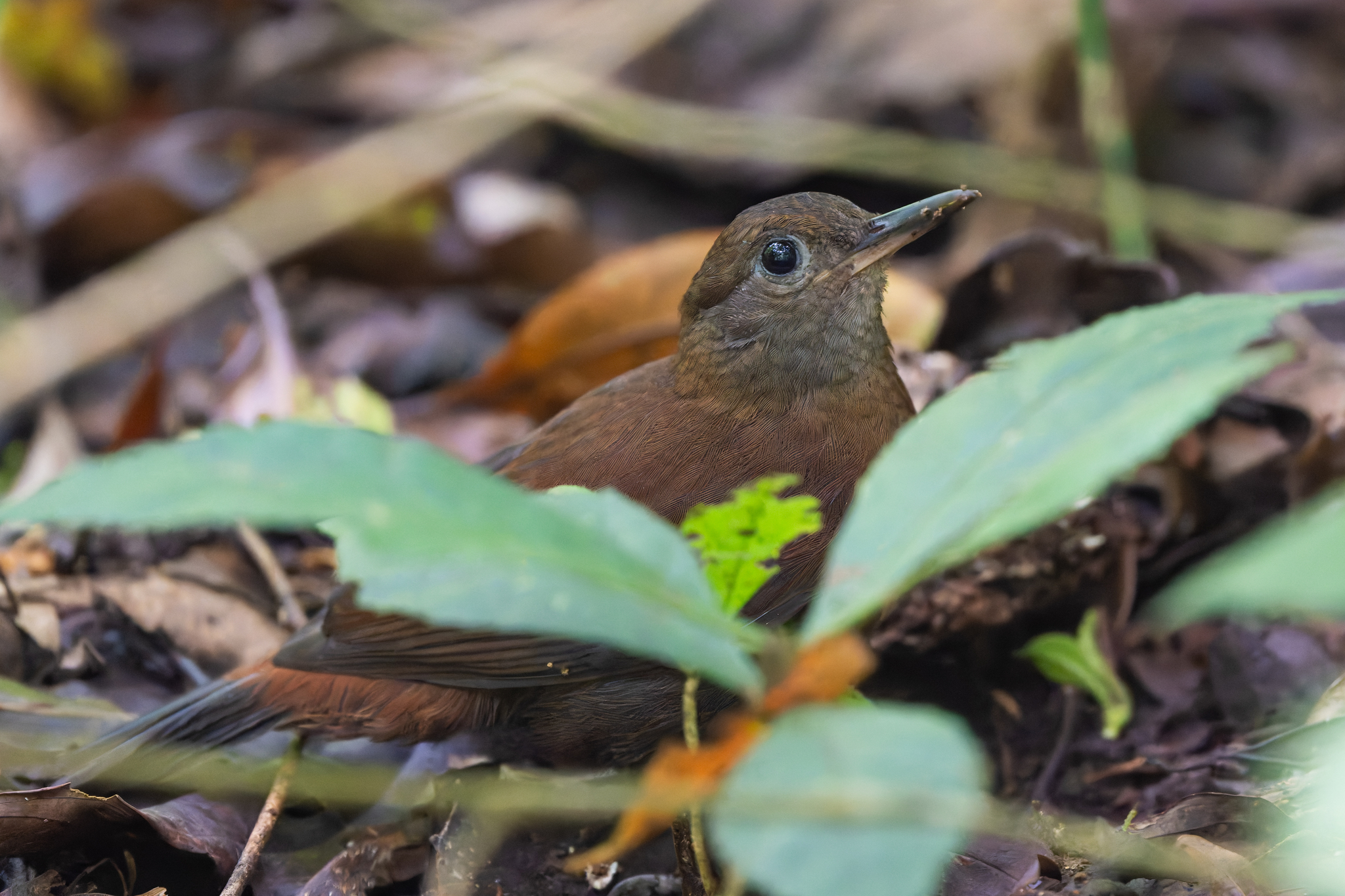 Grey-throated Leaftosser (Sclerurus albigularis), photo 4