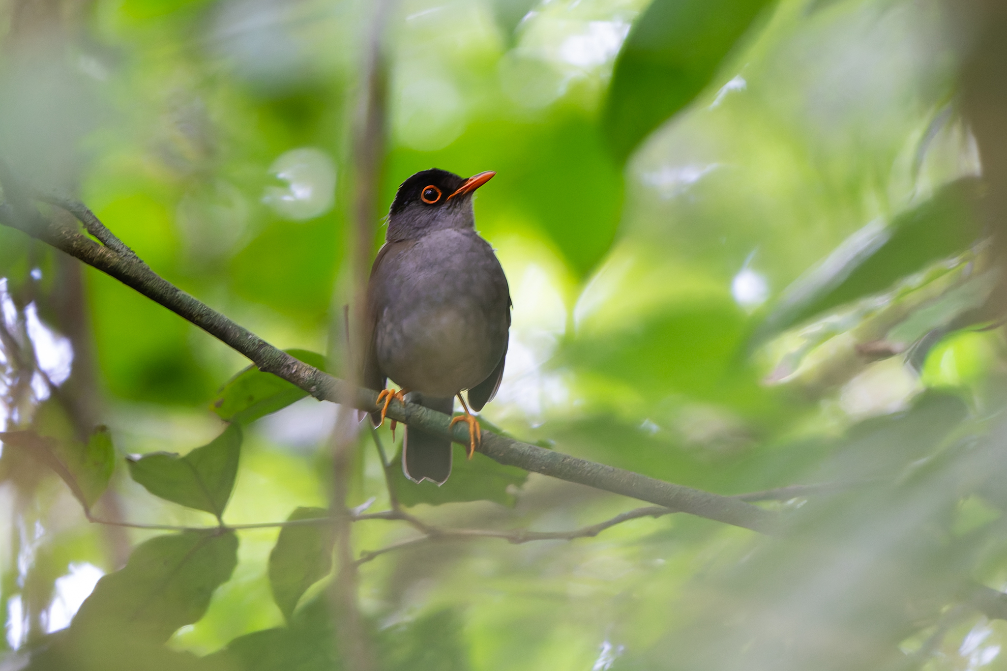 Black-headed Nightingale-Thrush (Catharus mexicanus), photo 5