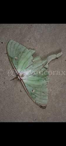 Chinese Moon Moth