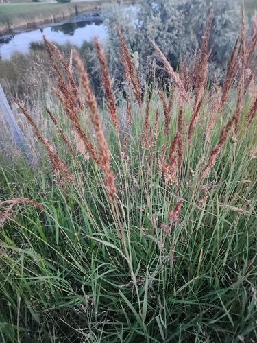 Indiangrass
