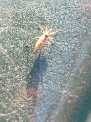 Nabis roseipennis