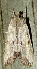 Lithophane patefacta