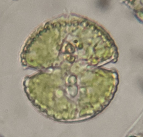 Cosmarium perforatum