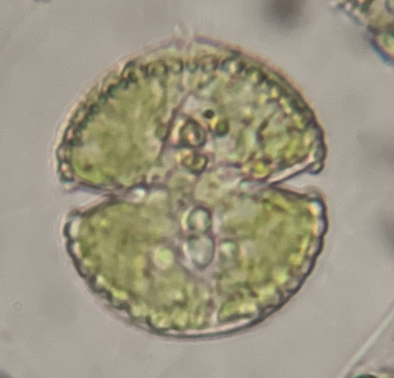 Cosmarium perforatum
