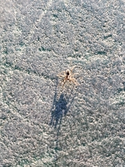 Araneae