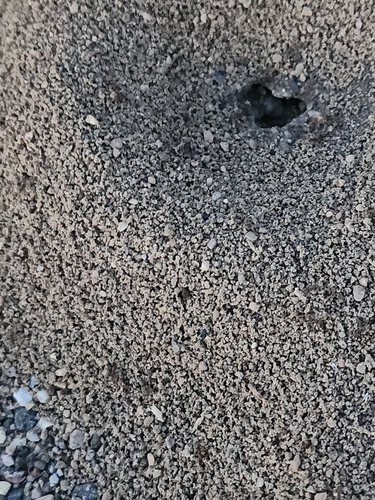 Turfgrass Ant