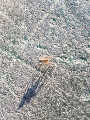Araneae