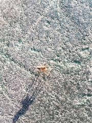 Araneae
