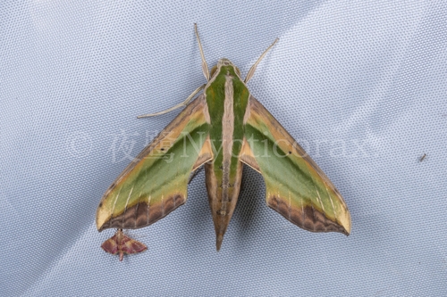 Green Pergesa Hawkmoth
