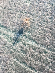 Araneae