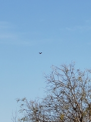 Haliaeetus leucocephalus