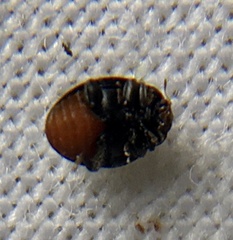 Rhyzobius forestieri