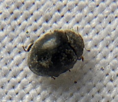 Rhyzobius forestieri