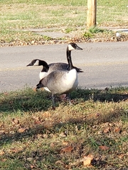 Branta canadensis