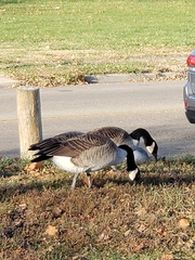Branta canadensis