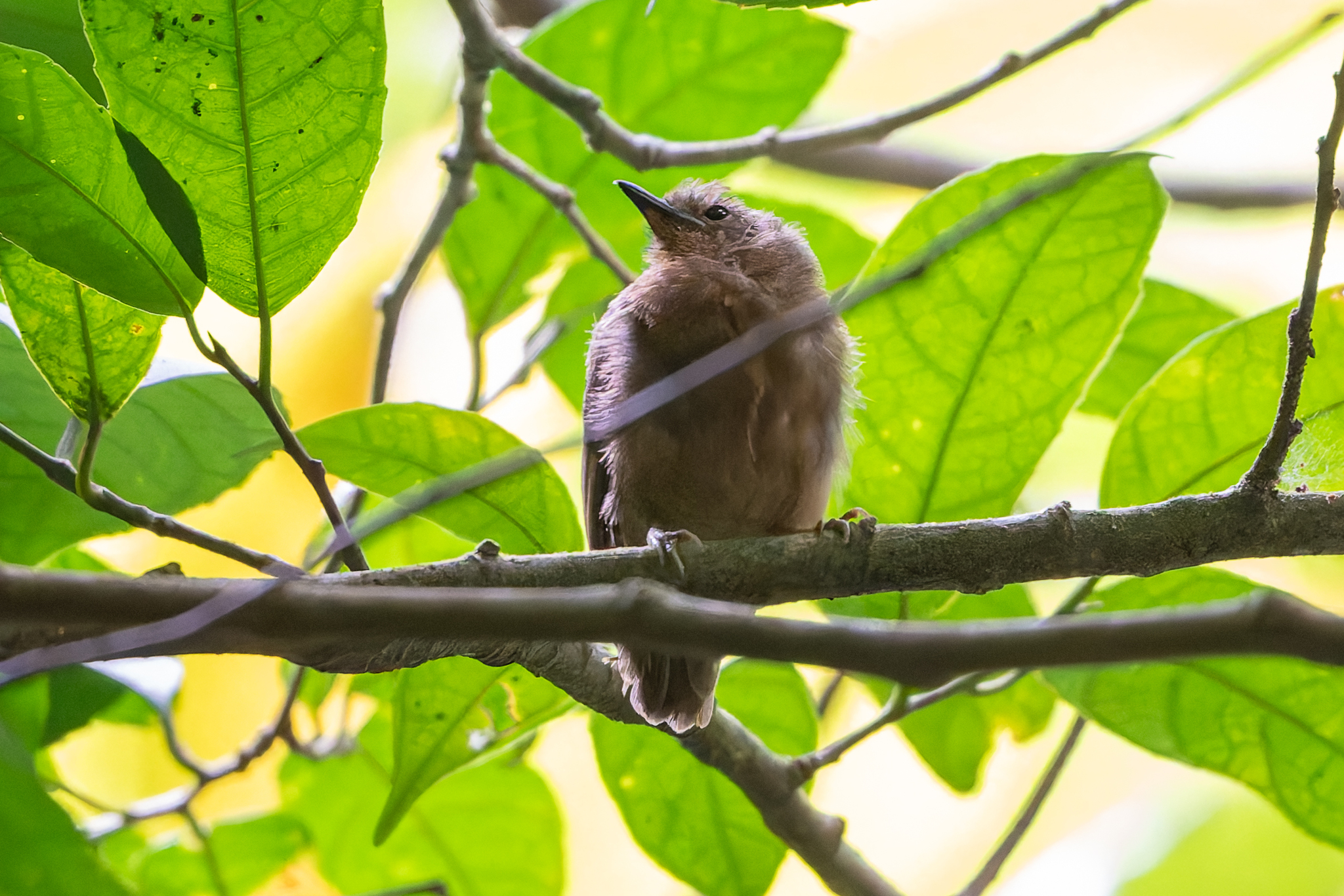 Slaty Antwren (Myrmotherula schisticolor), photo 6