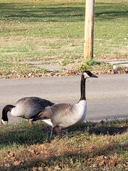 Branta canadensis