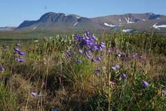 Rundblättrige Glockenblume (Campanula rotundifolia): Herkunft und Verwendung — Foto 3