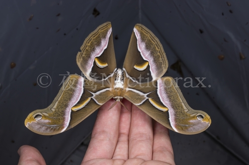 Lesser Atlas Moth