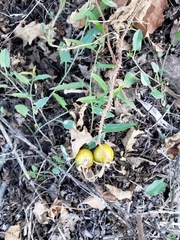 Solanum carolinense