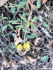 Solanum carolinense