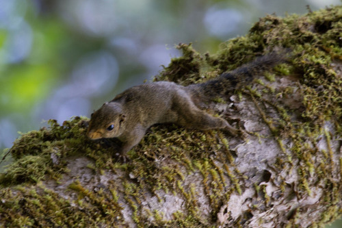 Brooke's Squirrel