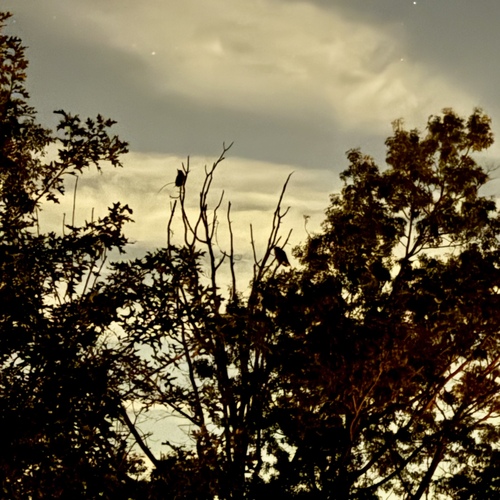 Great Horned Owl photographed in Maryland