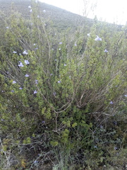 Leucophyllum pringlei