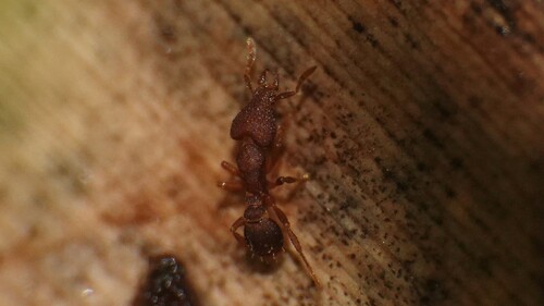 Strumigenys lyroessaStrumigenys lyroessa