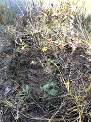 Croptilon hookerianum