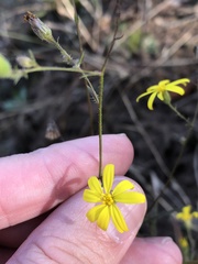 Croptilon hookerianum