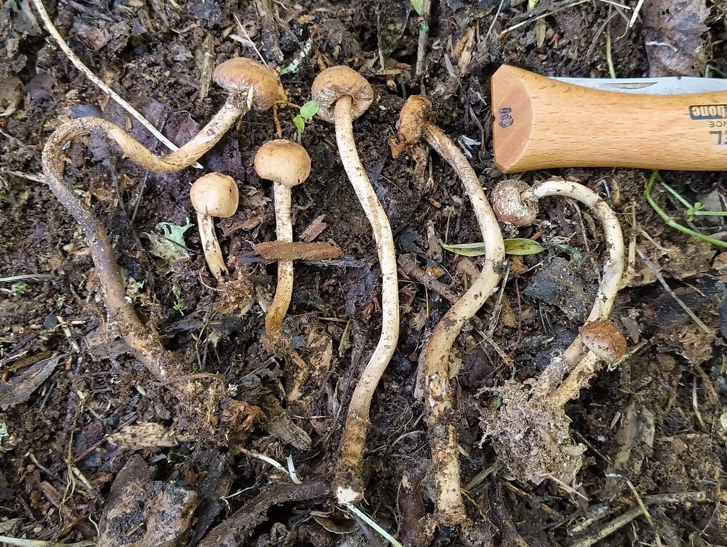 Tulostoma simulans
