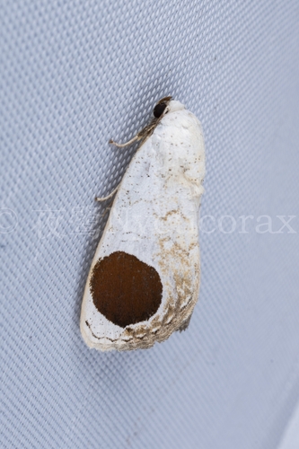 Sphragifera sigillata