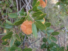 Cynips quercusnubila