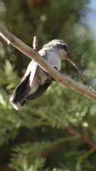 Cynanthus latirostris