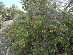 Cynips quercusnubila