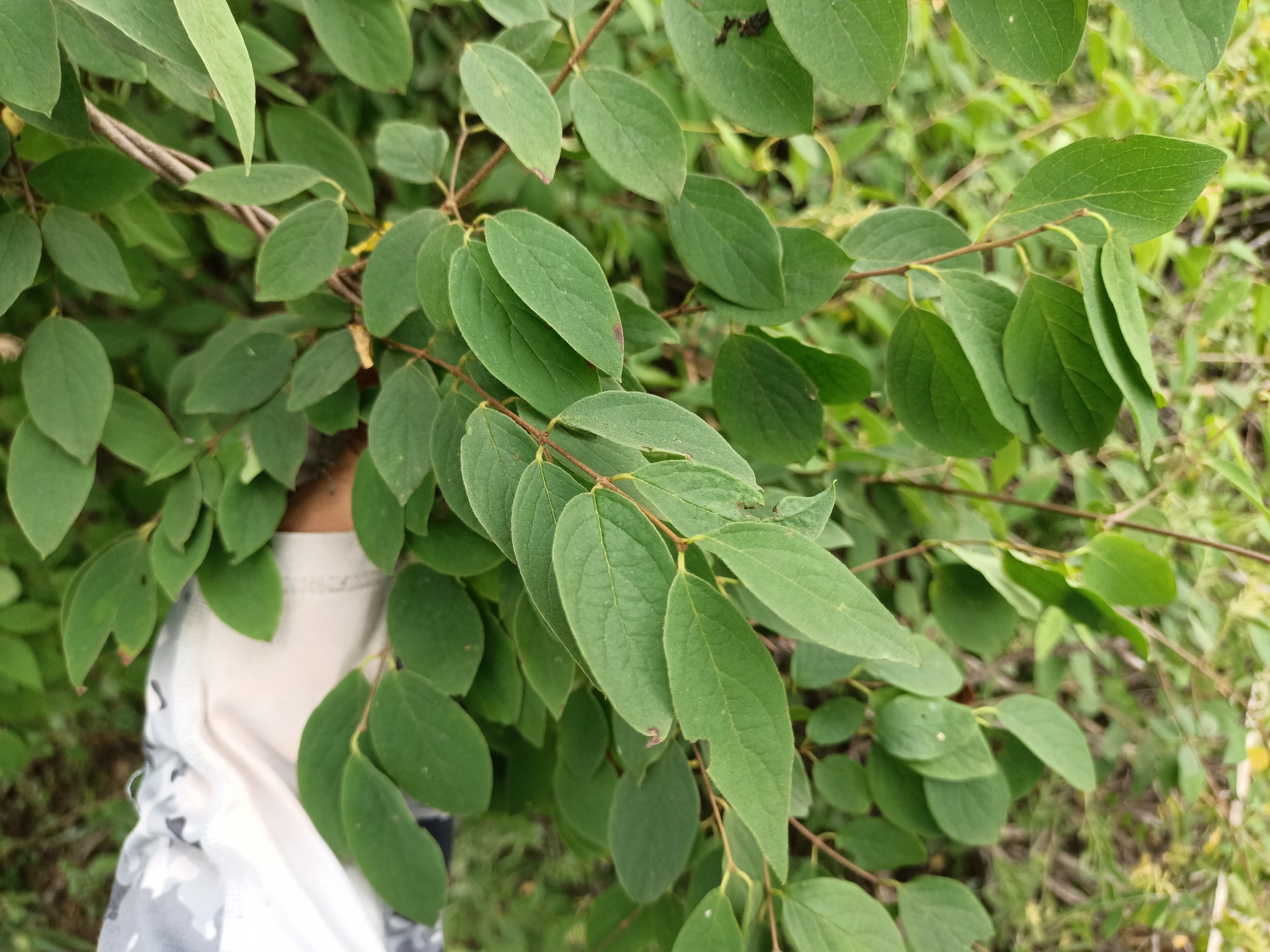 Imagem de Heteropterys brachiata