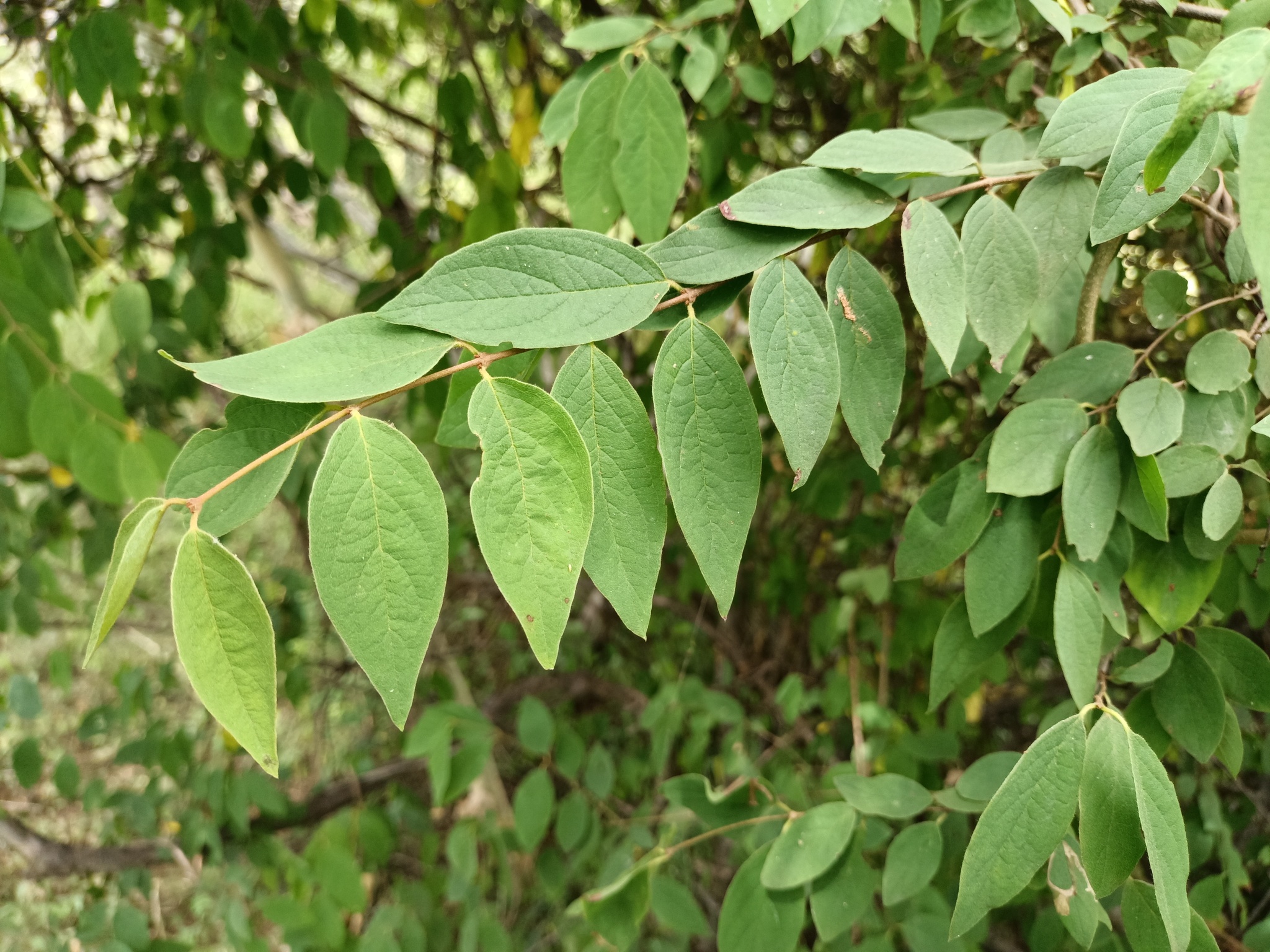 Imagem de Heteropterys brachiata
