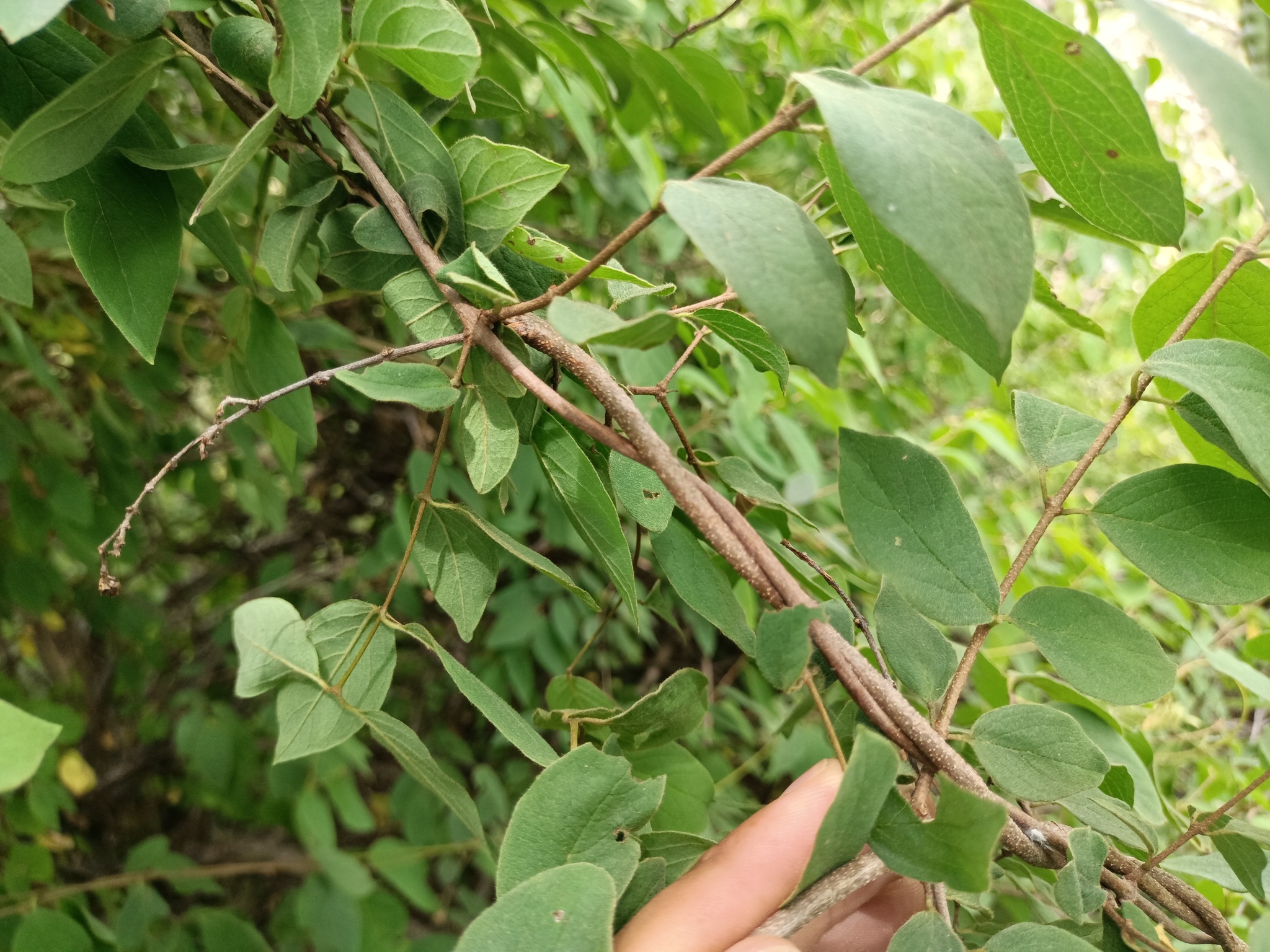 Imagem de Heteropterys brachiata