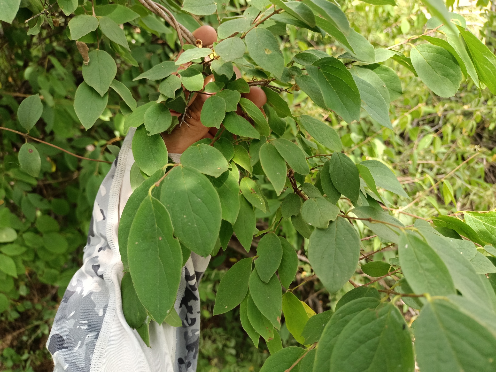 Imagem de Heteropterys brachiata