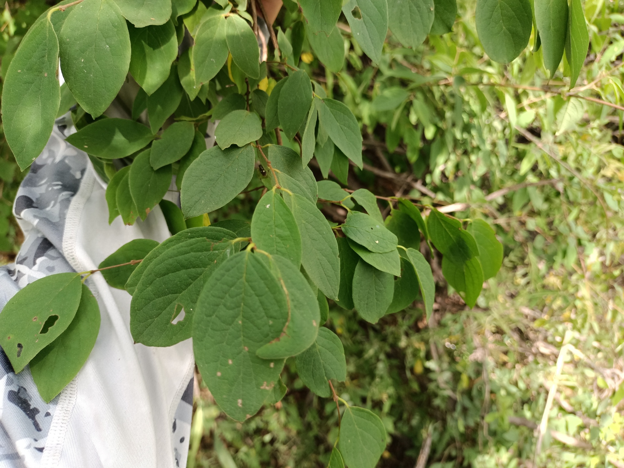 Imagem de Heteropterys brachiata