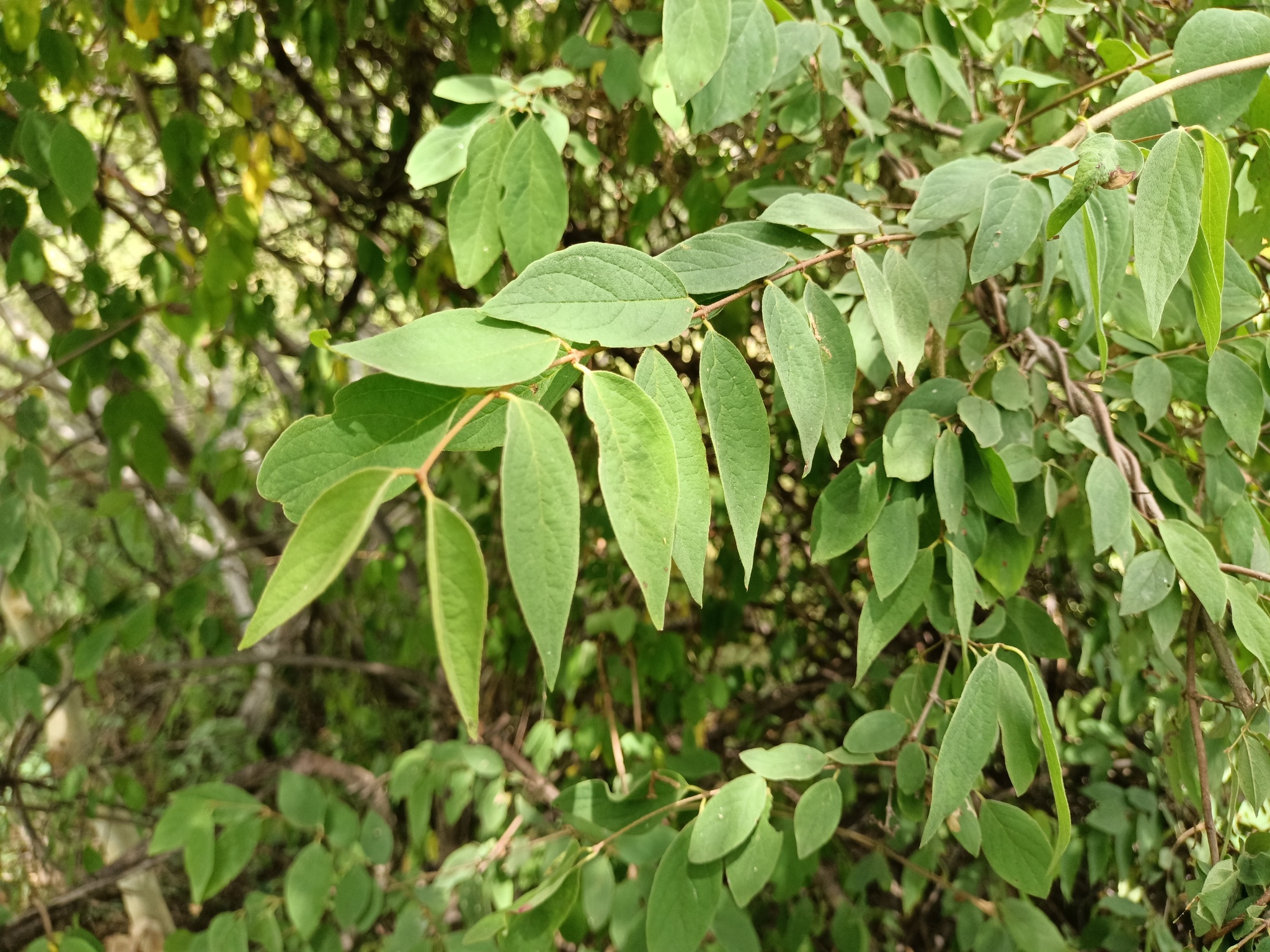 Imagem de Heteropterys brachiata