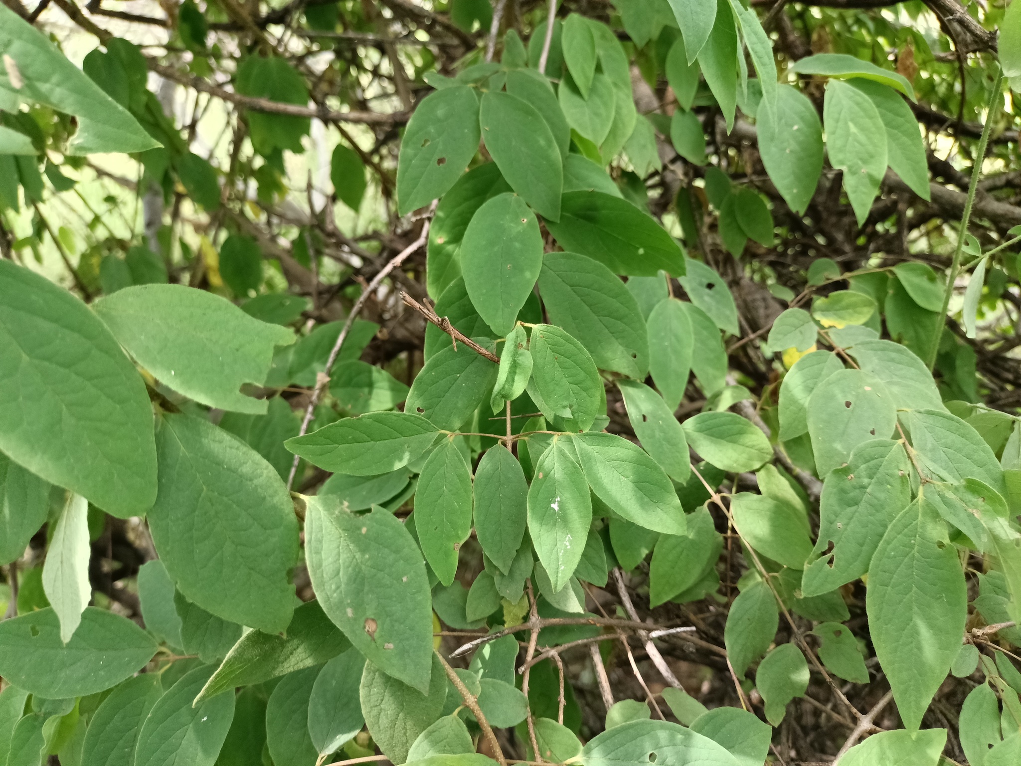 Imagem de Heteropterys brachiata