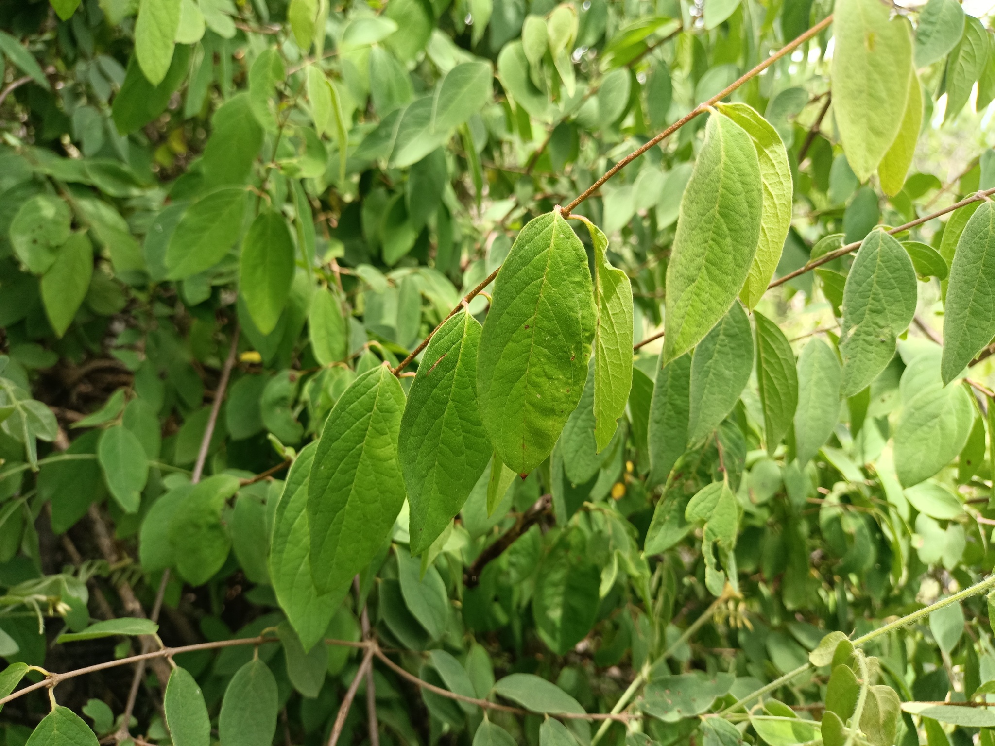 Imagem de Heteropterys brachiata