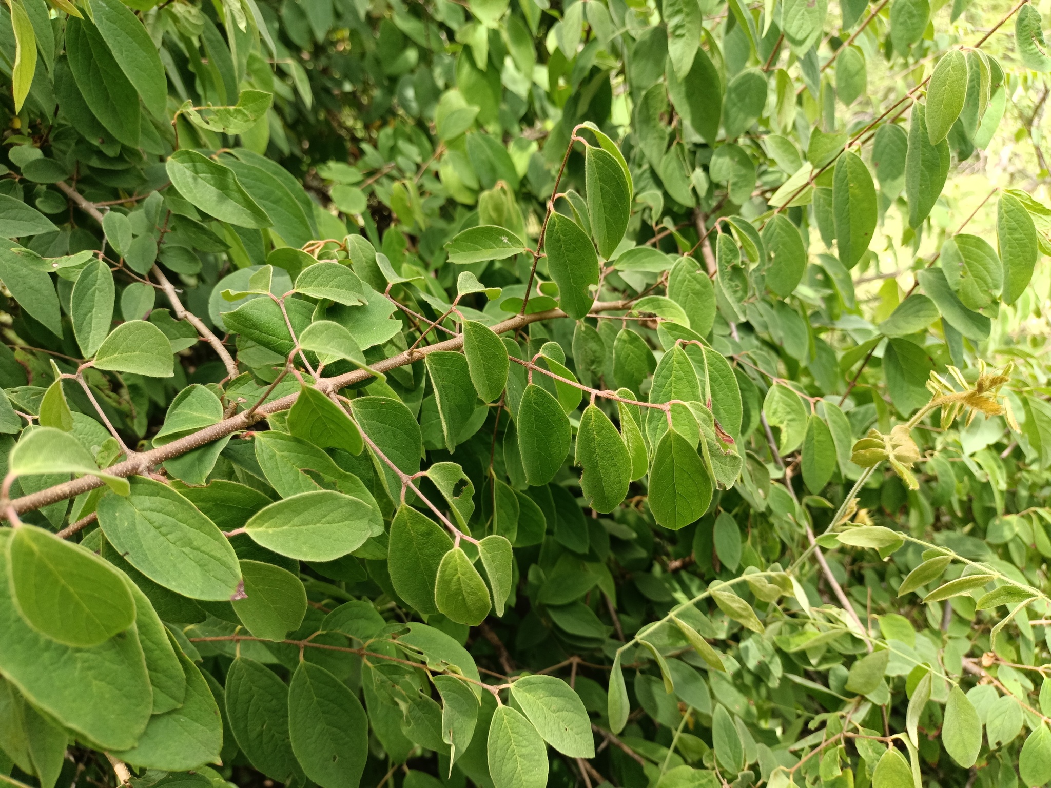 Imagem de Heteropterys brachiata